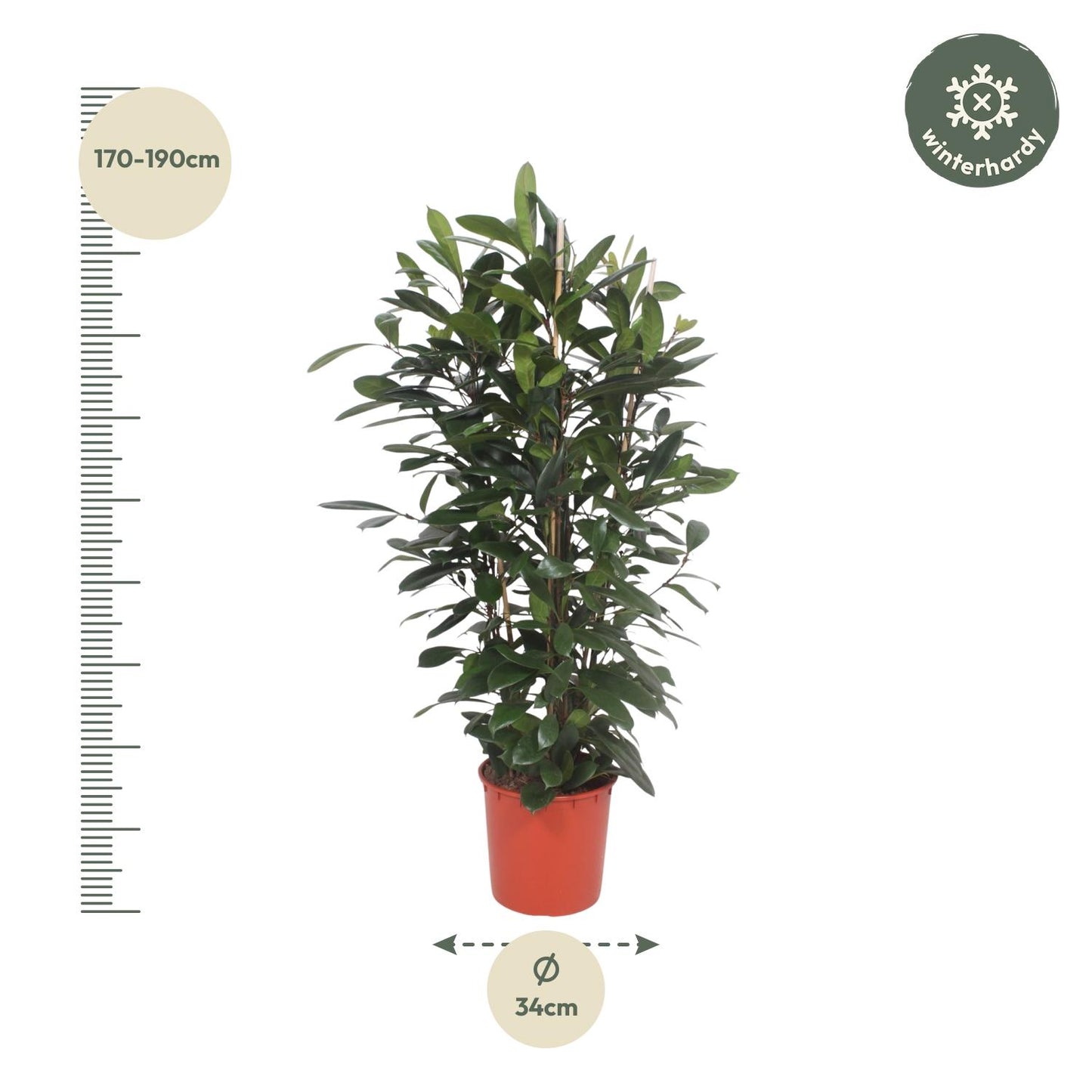 Ficus Cyathistipula struik - 180 cm - ø34 - Pflanzfix24