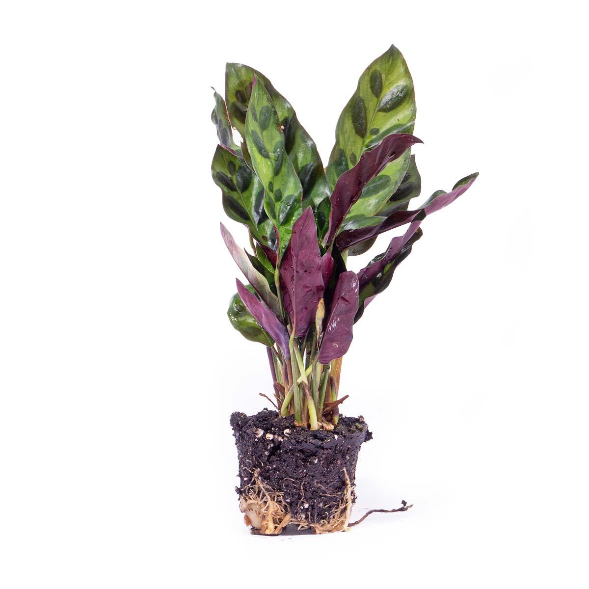 Calathea Lancifolia - Terrarium Pflanze - Ø 6cm Topf - Pflanzfix24.de - Pflanzfix24.de