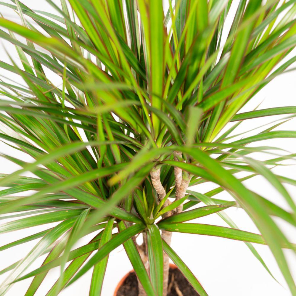 2x Dracaena - ↨90cm - Ø17cm - Pflanzfix24.de - Pflanzfix24.de