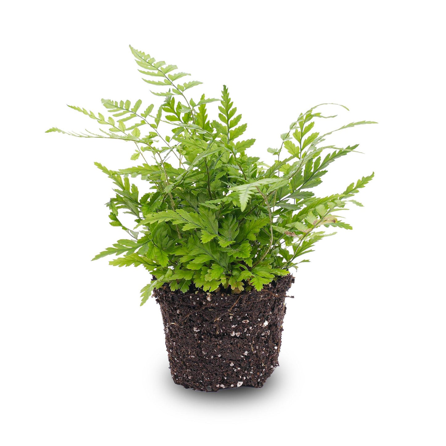 Athyrium spicatum Farn 6 cm Topf – Pflanzfix24.de - Pflanzfix24.de