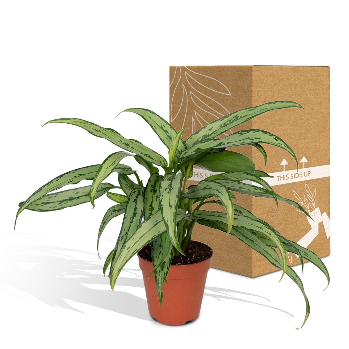 Aglaonema Cutlass - Pflanzfix24