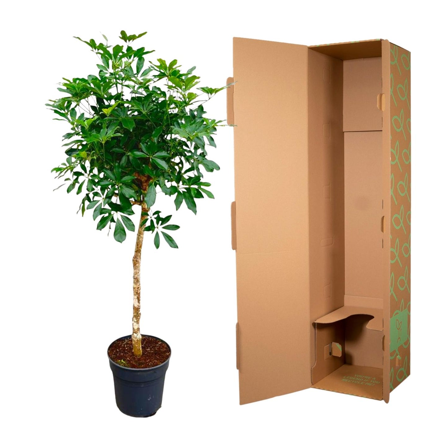 Schefflera op Stam 170cm Ø35cm | Tropische Zimmerpflanze | Pflanzfix24.de - Pflanzfix24.de