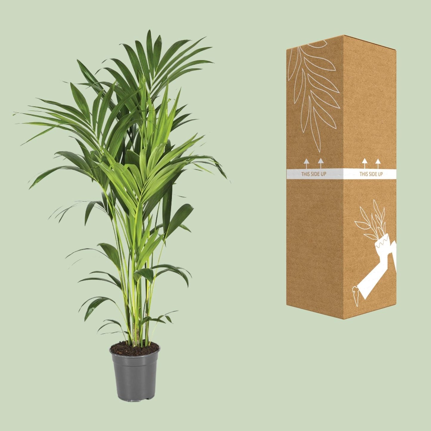 Kentia-Palme - Howea Forsteriana - Ø21cm - ↕130cm - Pflanzfix24.de - Pflanzfix24.de