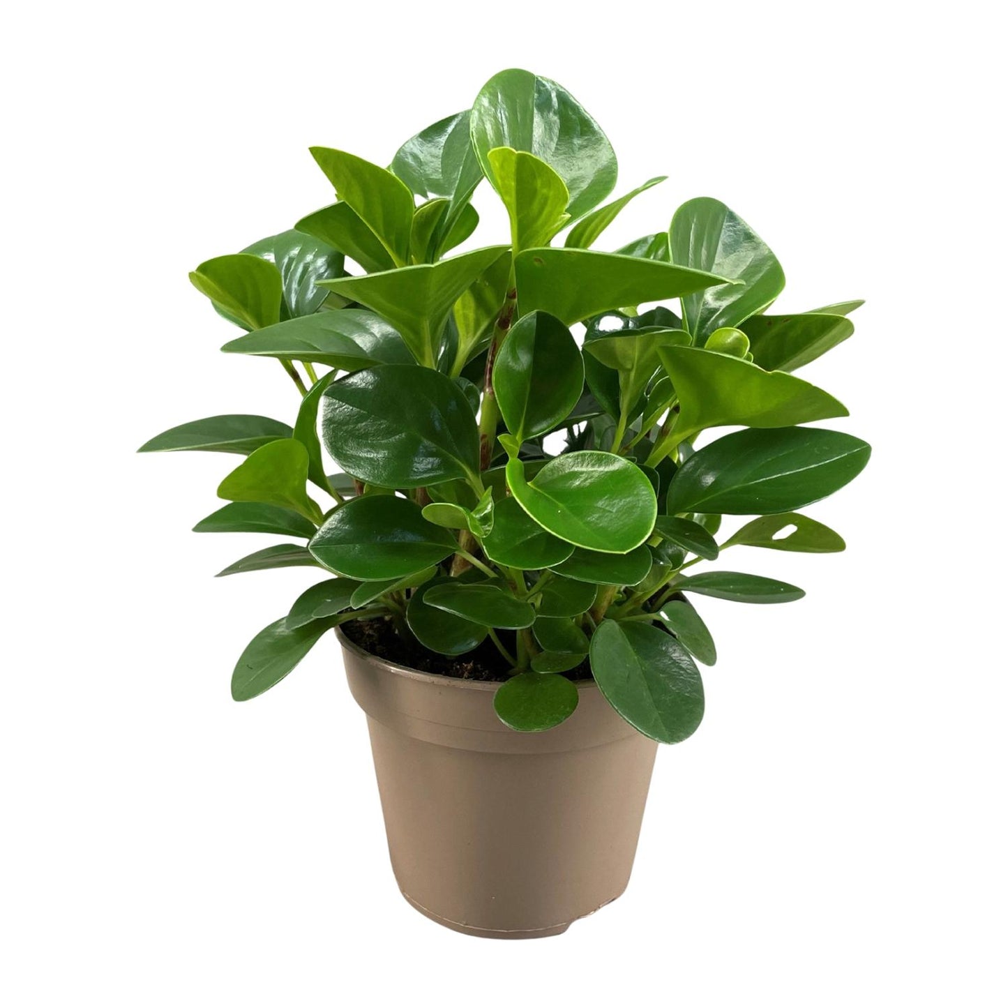 Peperomia Obtusifolia Green Gold - Ø15cm - ↕30cm - Pflanzfix24