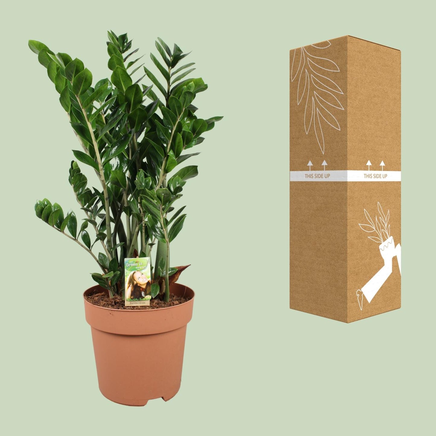 Zamioculcas Zamiifolia - Ø30cm - ↕110cm - Pflanzfix24