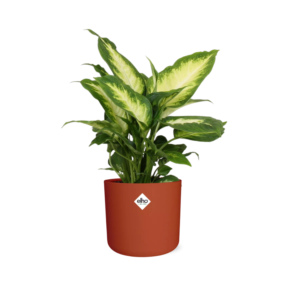 Dieffenbachia 'Camilla' in ELHO b.for soft rond 14cm brique - Pflanzfix24