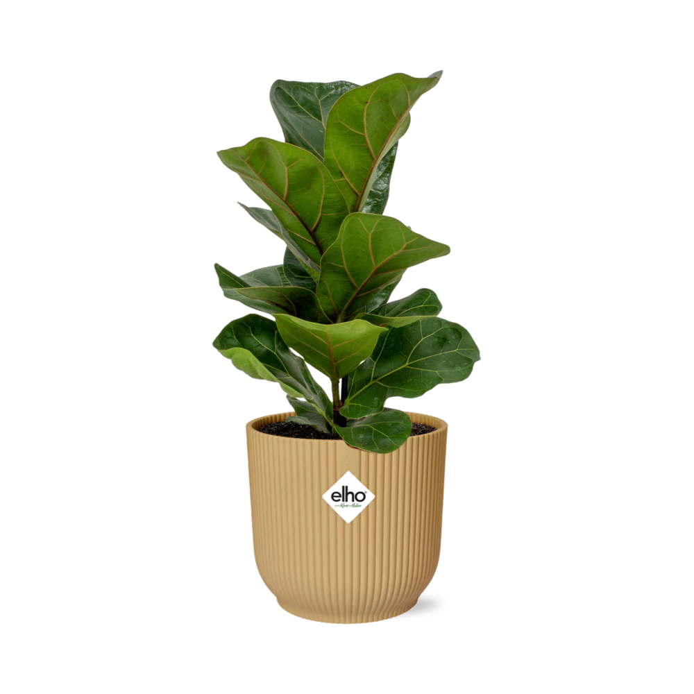 Ficus Lyrata 'Bambino' im ELHO Vibes Fold 14cm gelb - Pflanzfix24