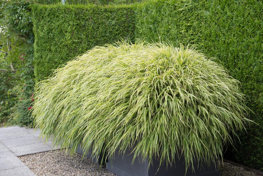 12x Hakonechloa macra – Japanisches Waldgras, winterhart | Pflanzfix24.de - Pflanzfix24.de