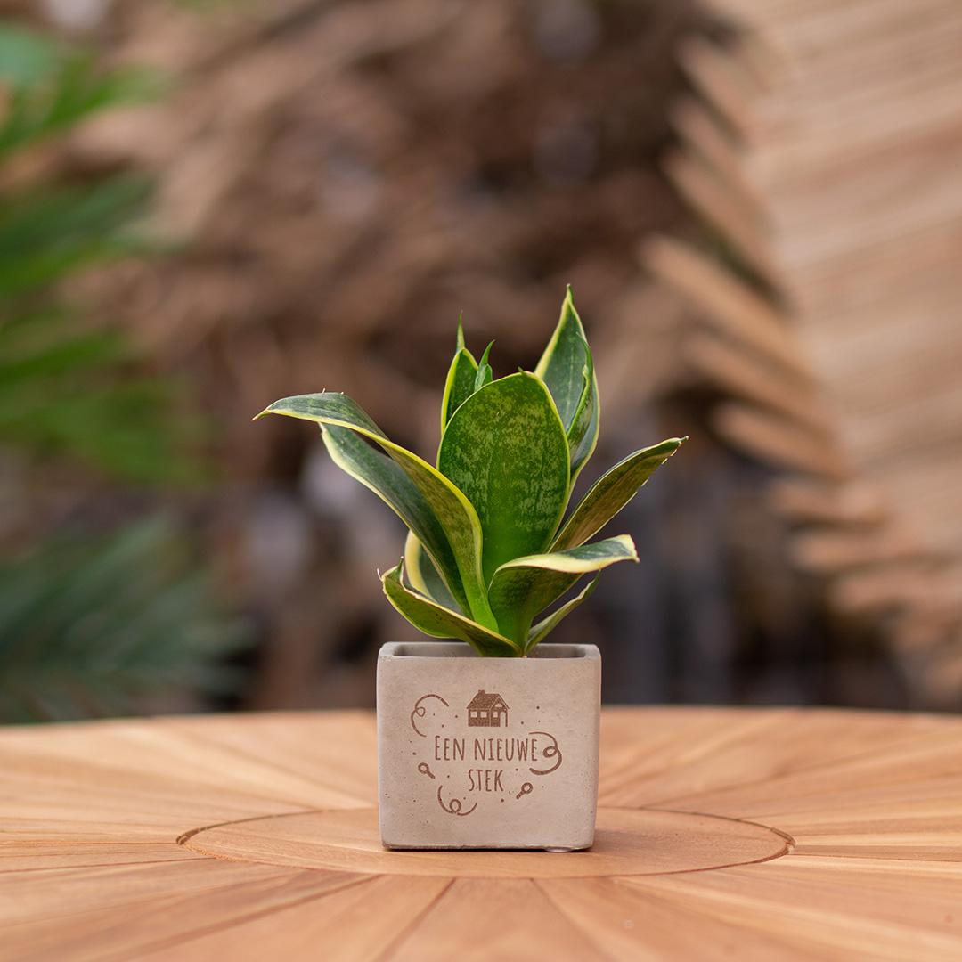 Congreet plantpots + Sansevieria | Een nieuwe stek - Pflanzfix24.de - Pflanzfix24.de