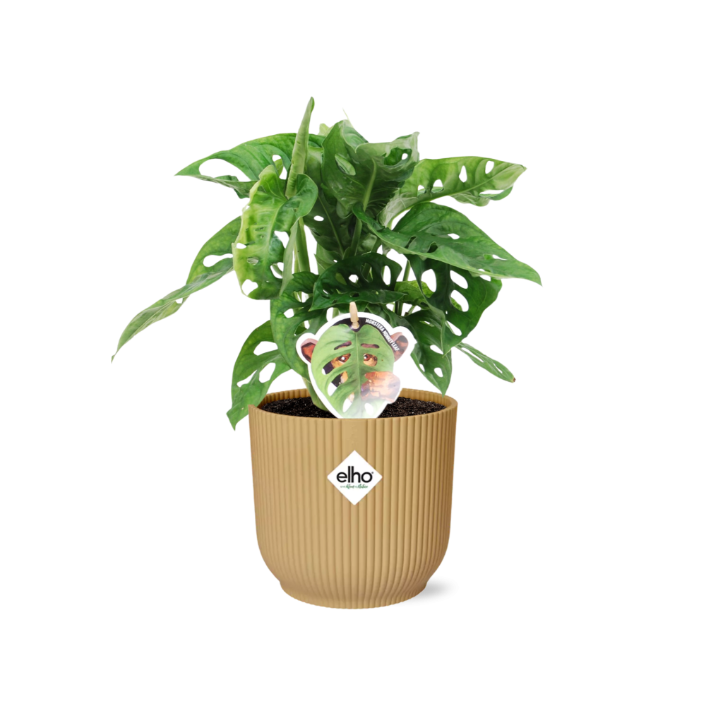 Monstera 'Monkey Leaf' ELHO Fold 14cm gelb | Pflanzfix24