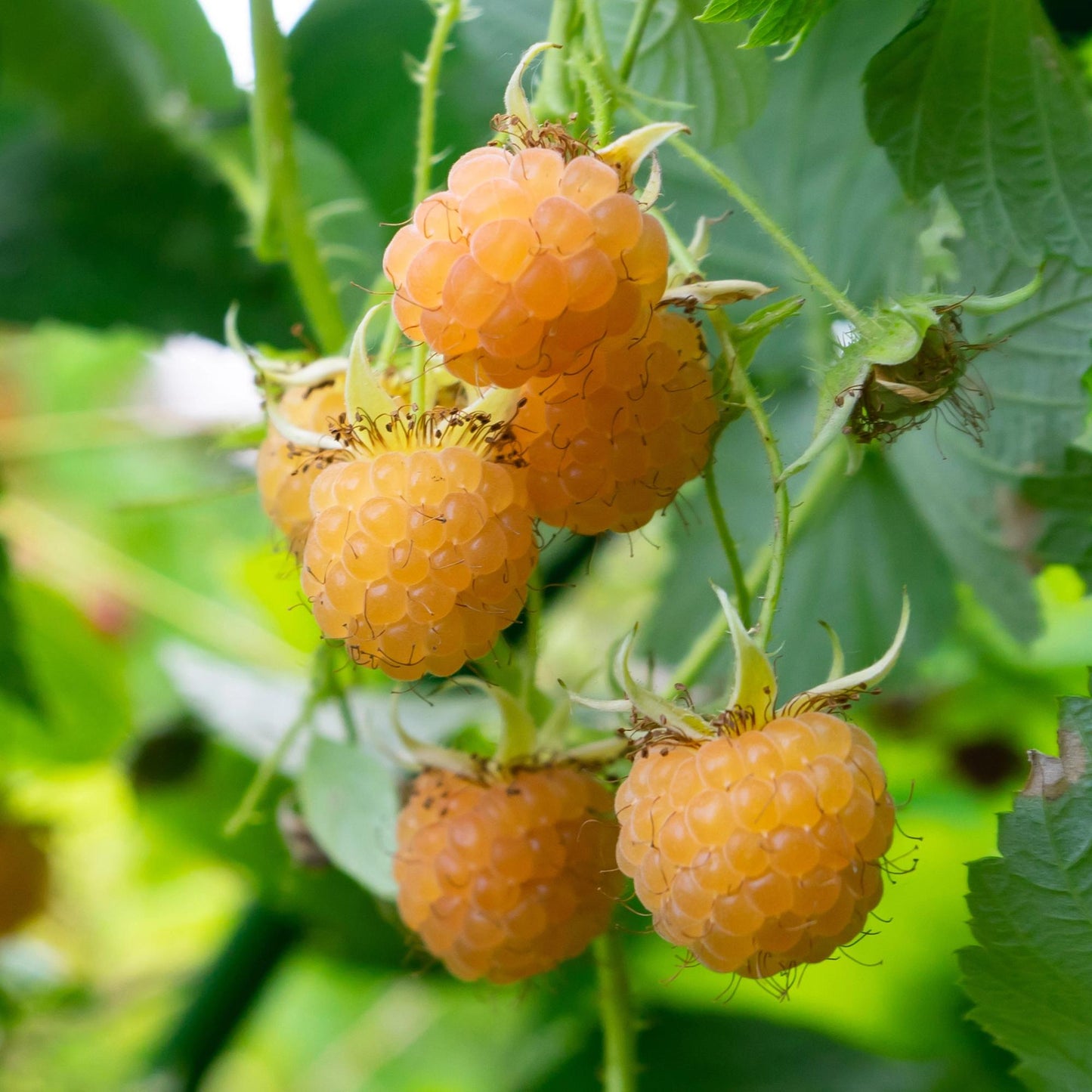 Pflanzfix24 - Himbeerpflanze - Rubus idaeus Fallgold - 2 Pflanzen