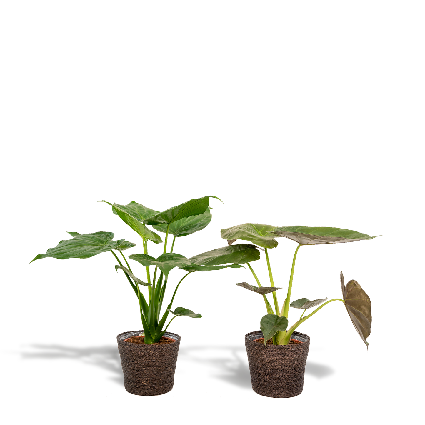 Alocasia Cucullata & Wentii Set mit Korb Igmar - Pflanzfix24