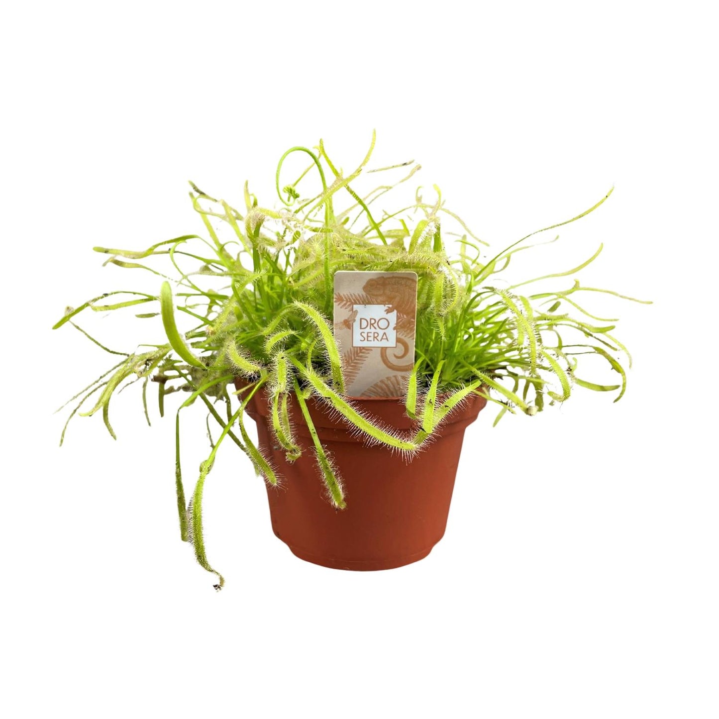 Drosera Capensis - Ø12cm - ↕17cm bei Pflanzfix24