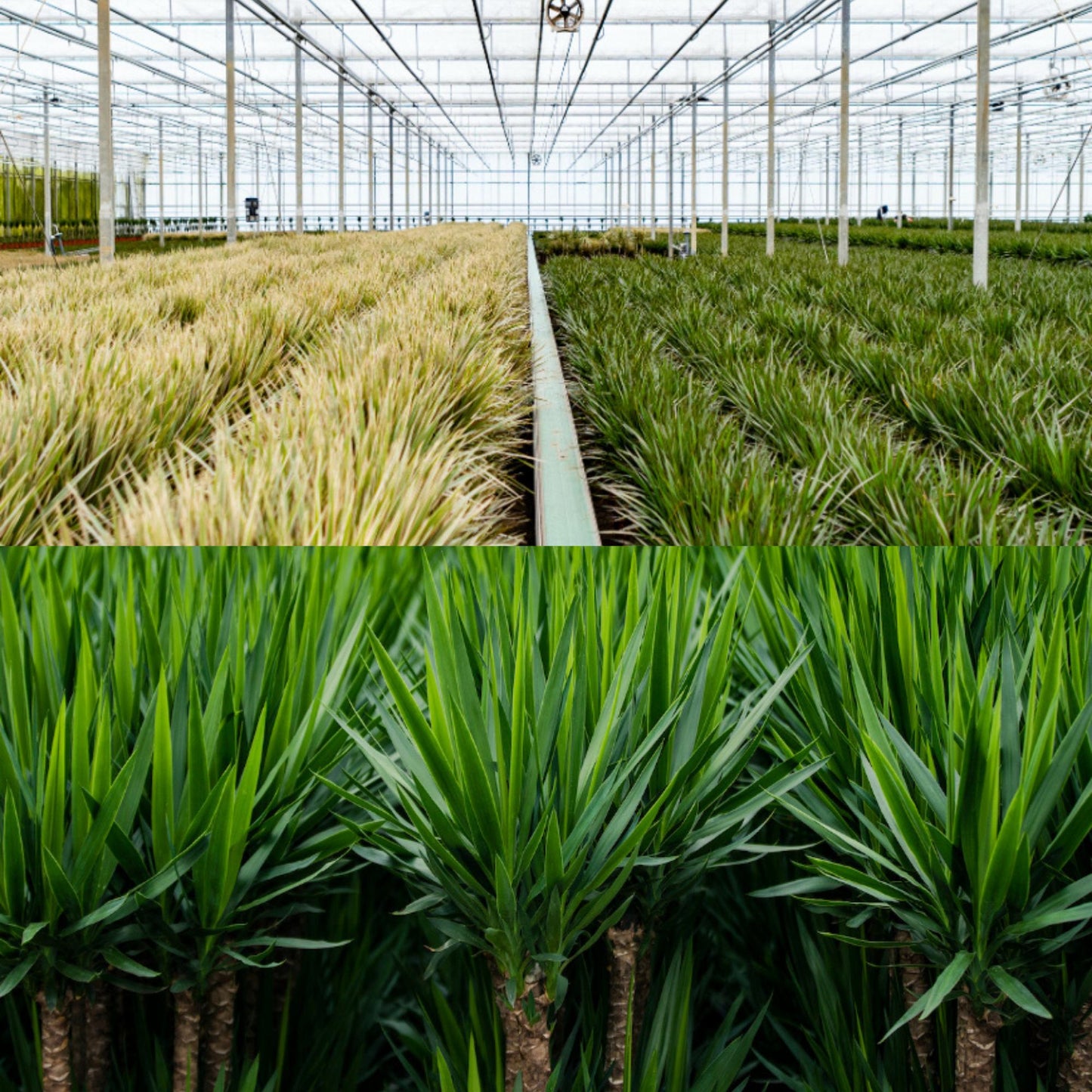 Dracaena & Yucca Zimmerpflanzen Set - Pflanzfix24