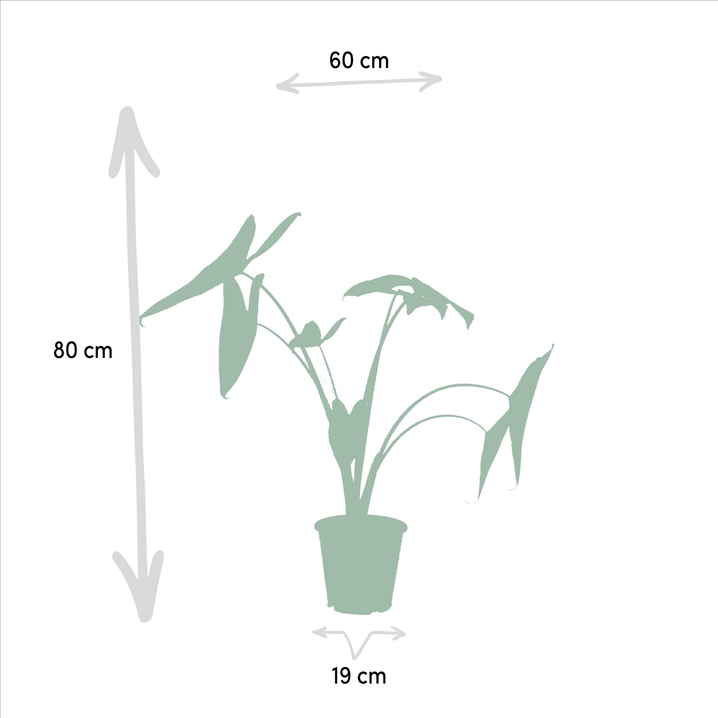 Zimmerpflanzen-Set Monstera, Alocasia & Strelitzia – Pflanzfix24.de - Pflanzfix24.de