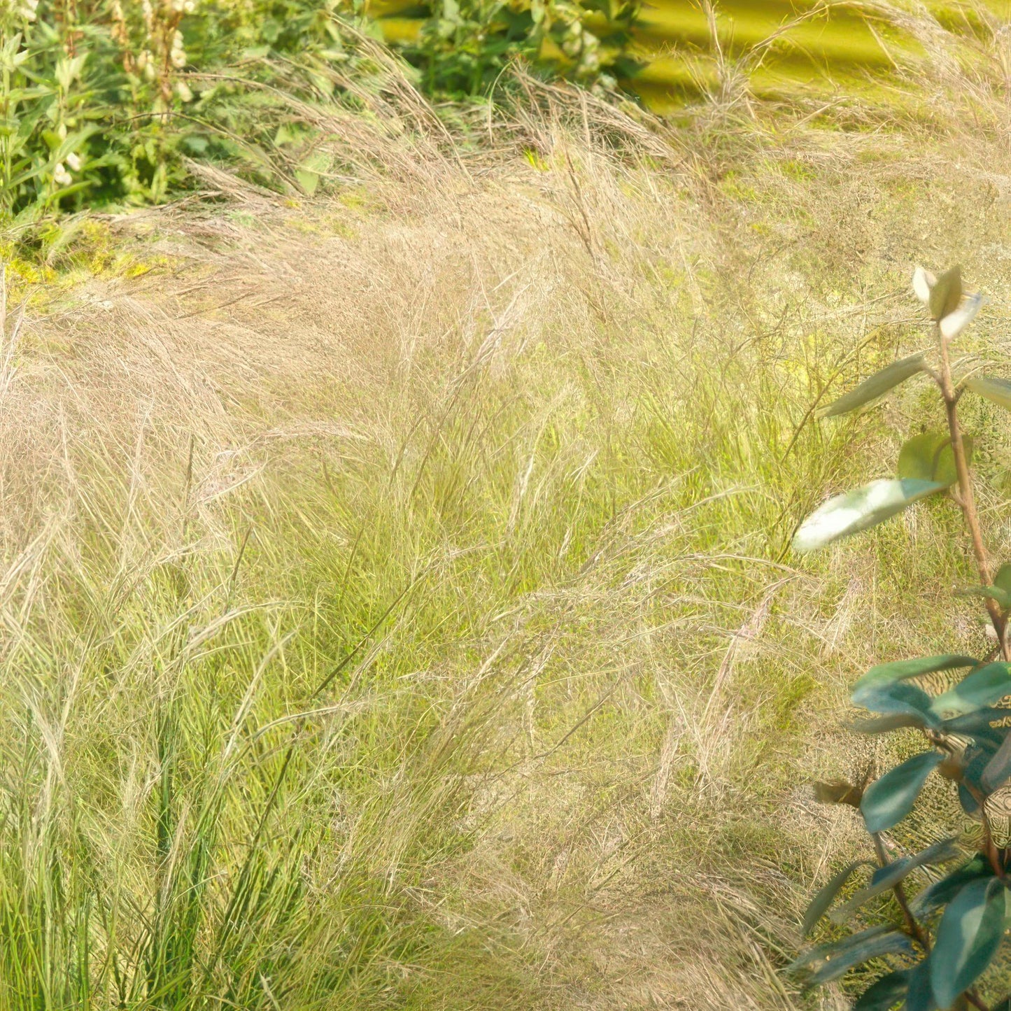 40x Stipa tenuissima 'Ponytails' - ↕10-25cm - Ø9cm - Pflanzfix24.de - Pflanzfix24.de