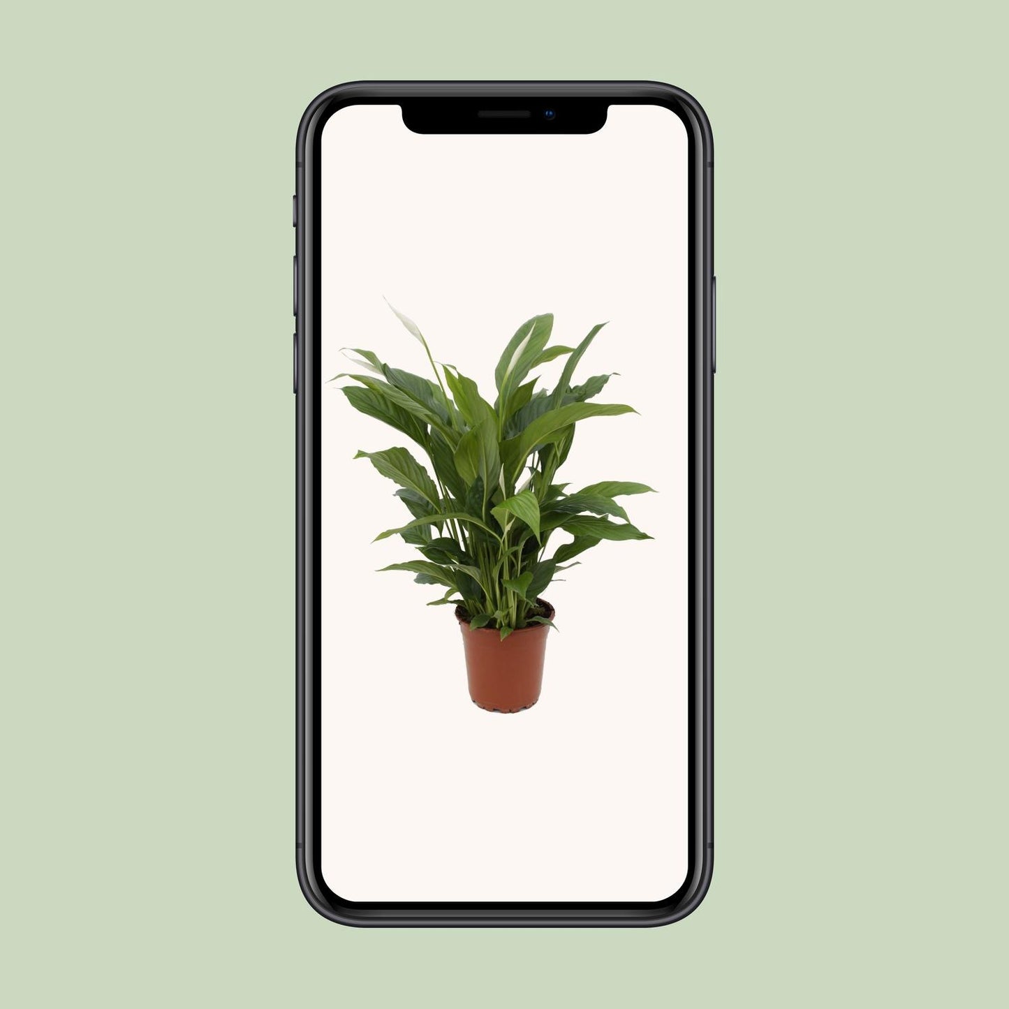 Spathiphyllum Torelli Ø17cm – elegante Friedenslilie | pflanzfix24.de - Pflanzfix24.de