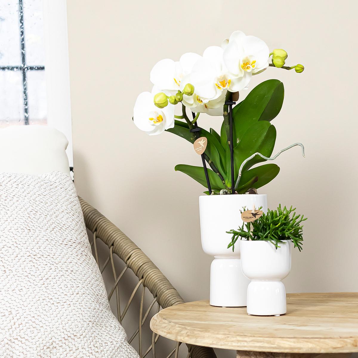Phalaenopsis Orchidee Jewel Greenland | Topfgröße Ø9cm | frisch vom Züchter - Pflanzfix24
