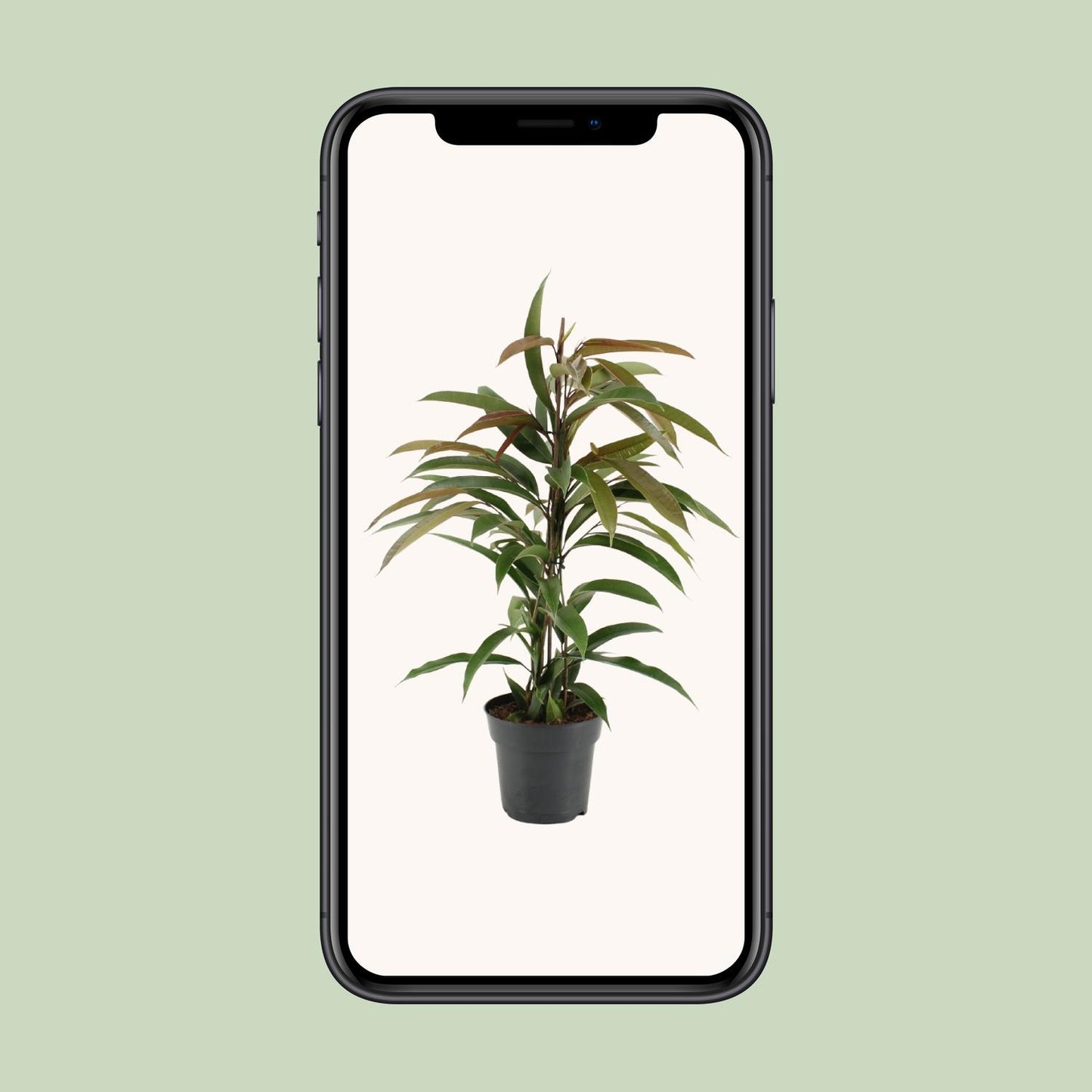 Ficus Binnendijkii Amstel King - Ø17cm - ↕70cm bei Pflanzfix24.de - Pflanzfix24.de
