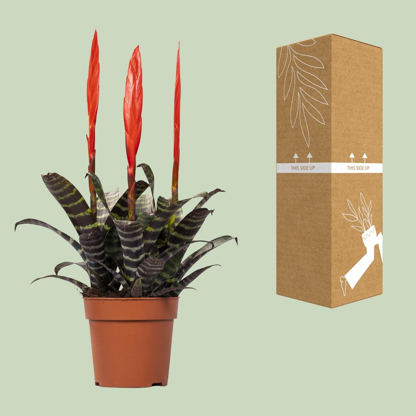Vriesea Era Toef - Ø12cm - Pflanzfix24