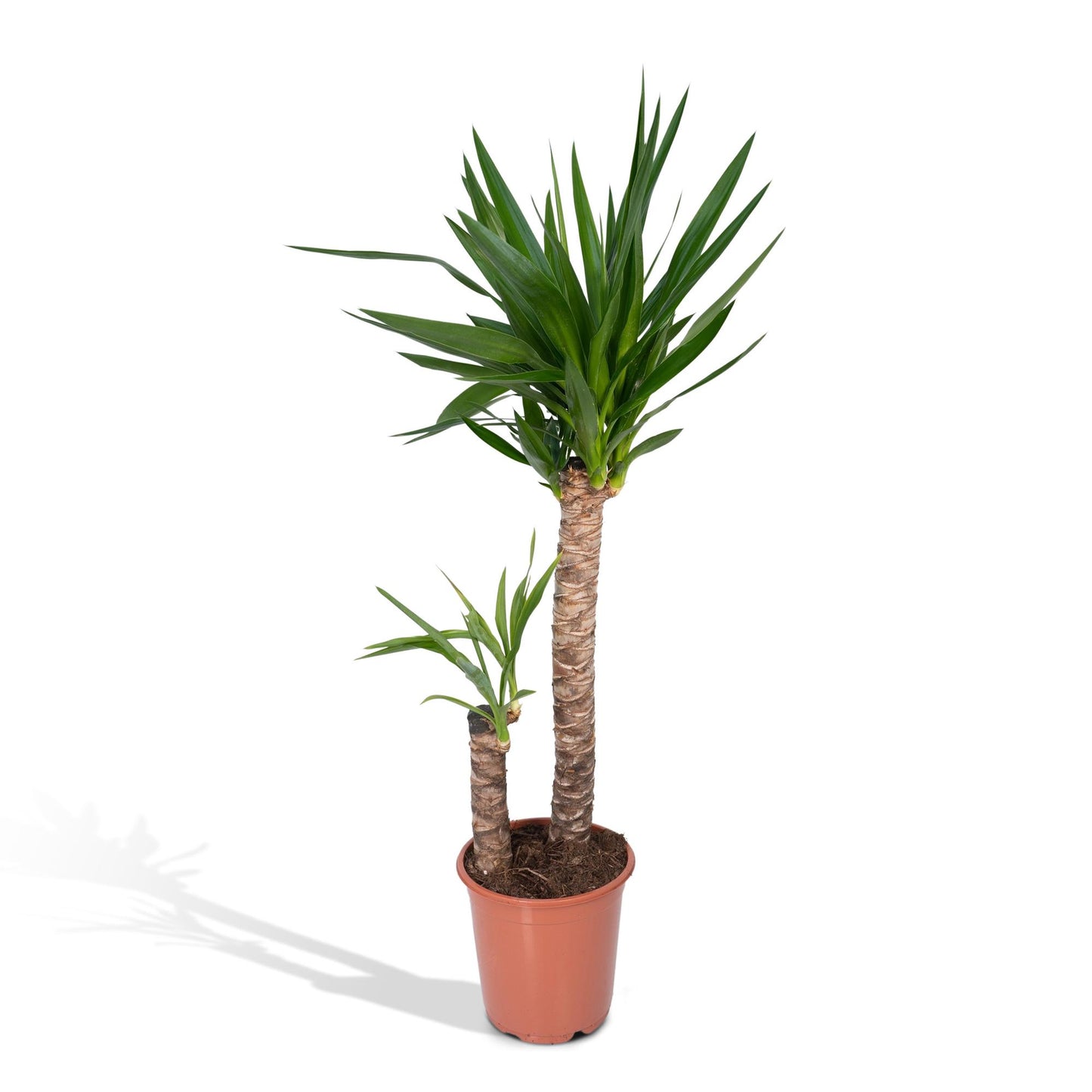 Yucca Elephantipes - Ø21cm - ↕100cm - Pflanzfix24