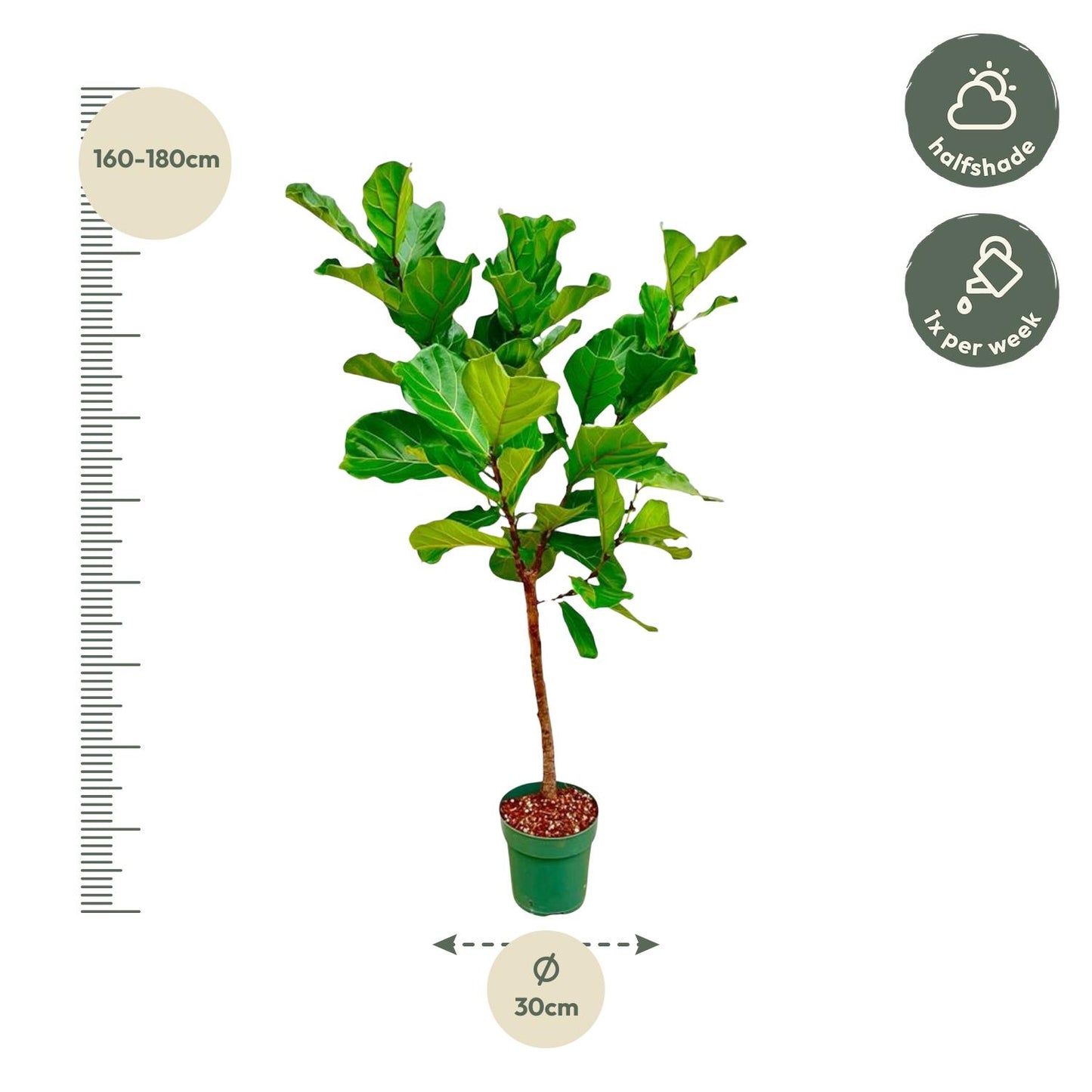 Ficus Lyrata-Stamm - 170 cm - ⌀30 - Pflanzfix24