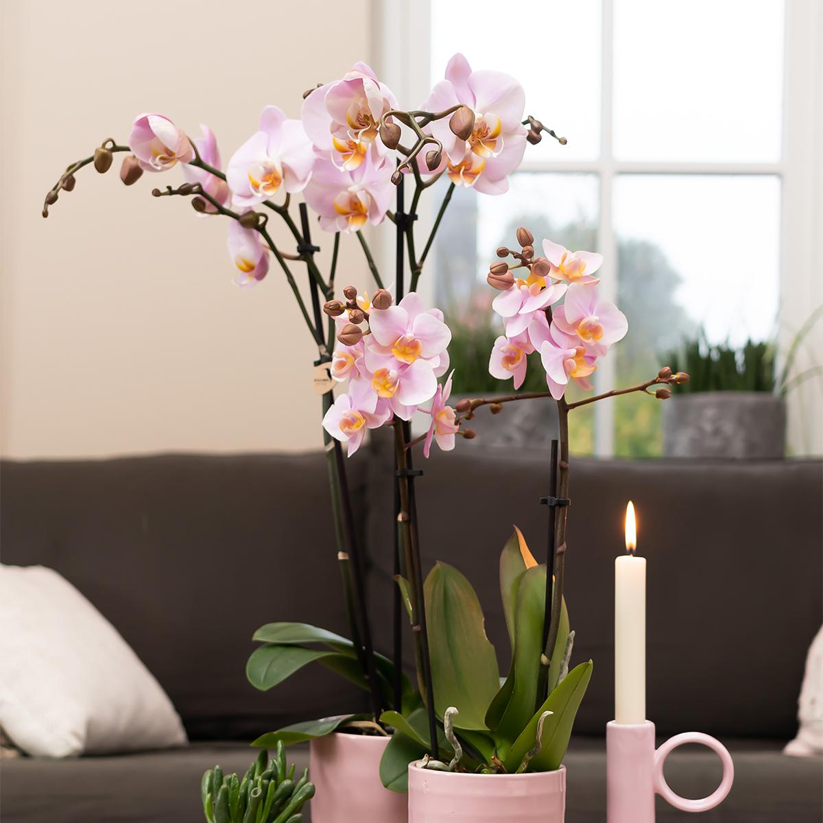 Phalaenopsis Orchidee Kikion | rosa Zimmerpflanze - Ø12cm Topf - Pflanzfix24
