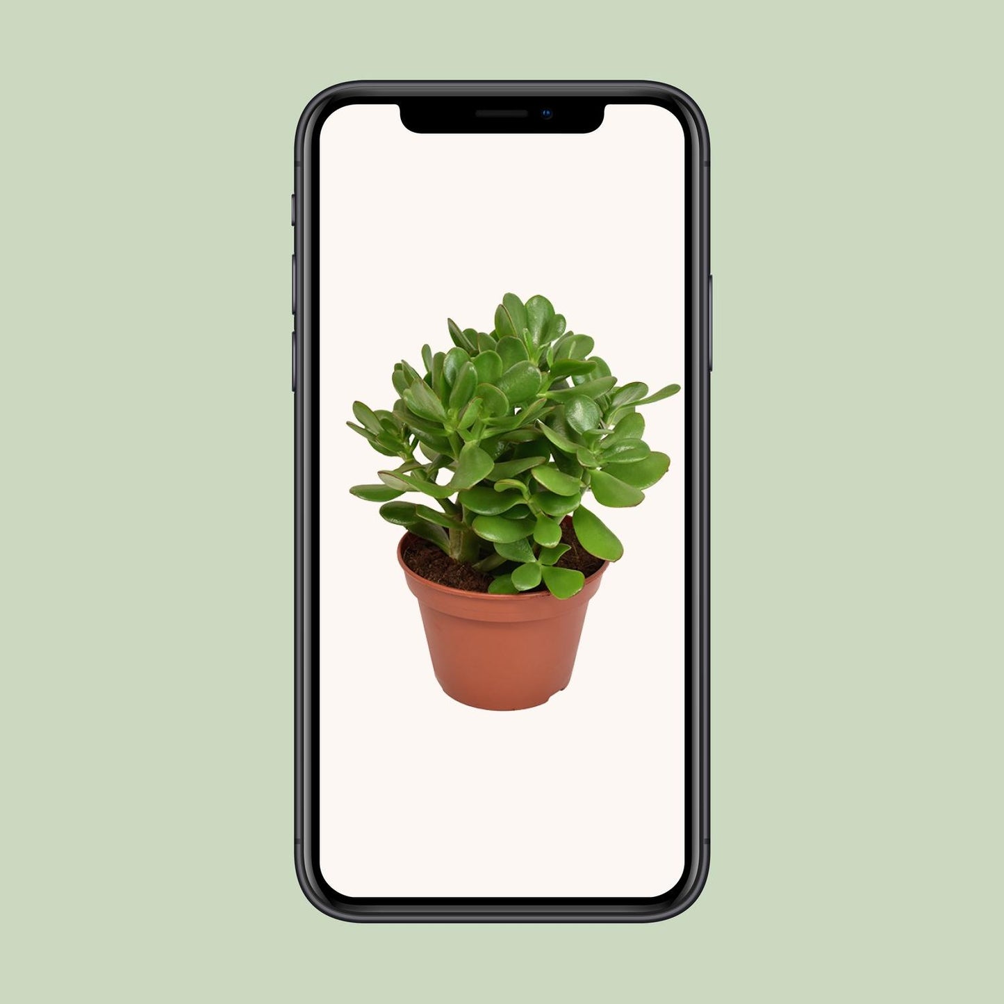 Crassula Ovata - Ø15cm - ↕21cm von Pflanzfix24