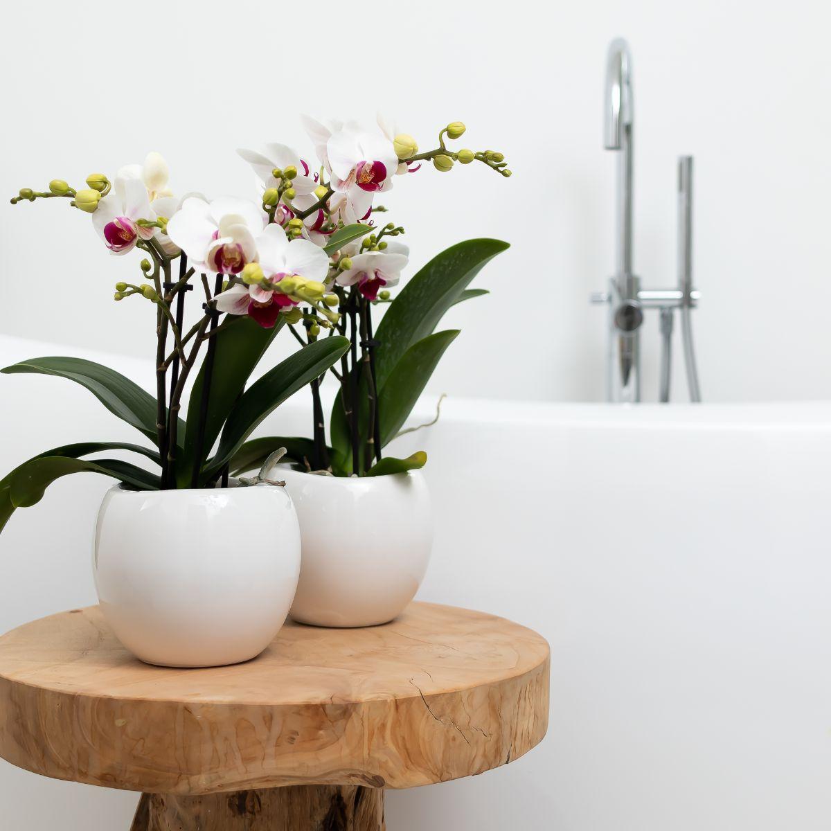 Bowl Blumentopf Weiß Ø9cm – Handgefertigter Keramiktopf mit Wellenrand | Pflanzfix24.de - Pflanzfix24.de