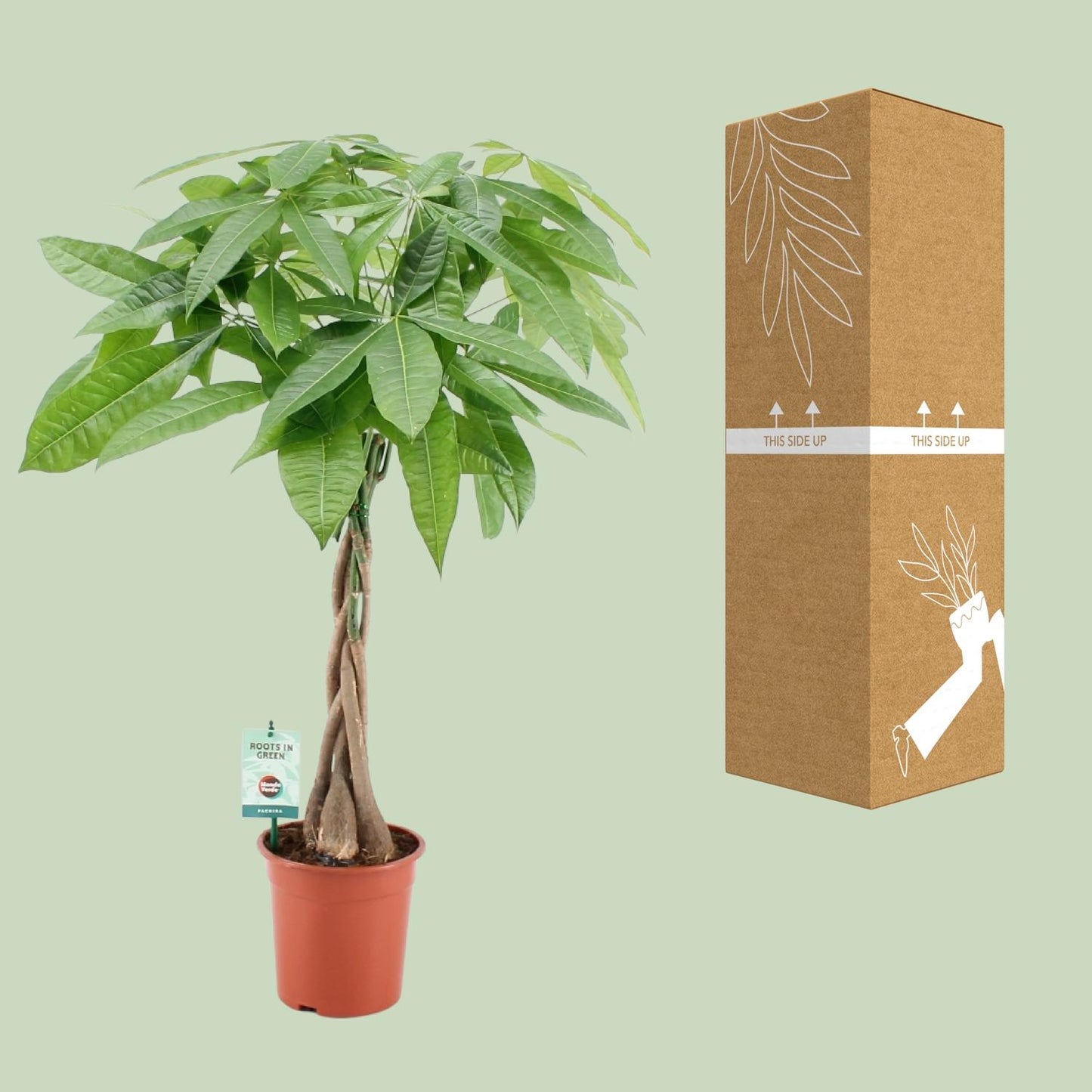 Pachira Aquatica Ø19cm | Zimmerpflanze 80cm bei Pflanzfix24