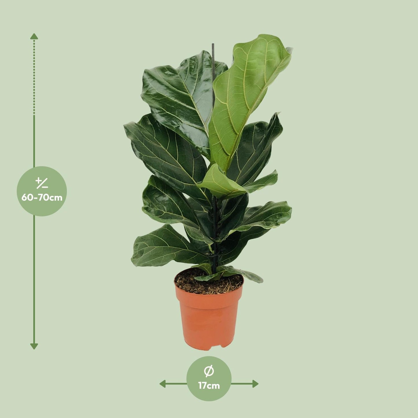 Ficus Lyrata - Ø17cm - ↕75cm - Pflanzfix24.de - Pflanzfix24.de