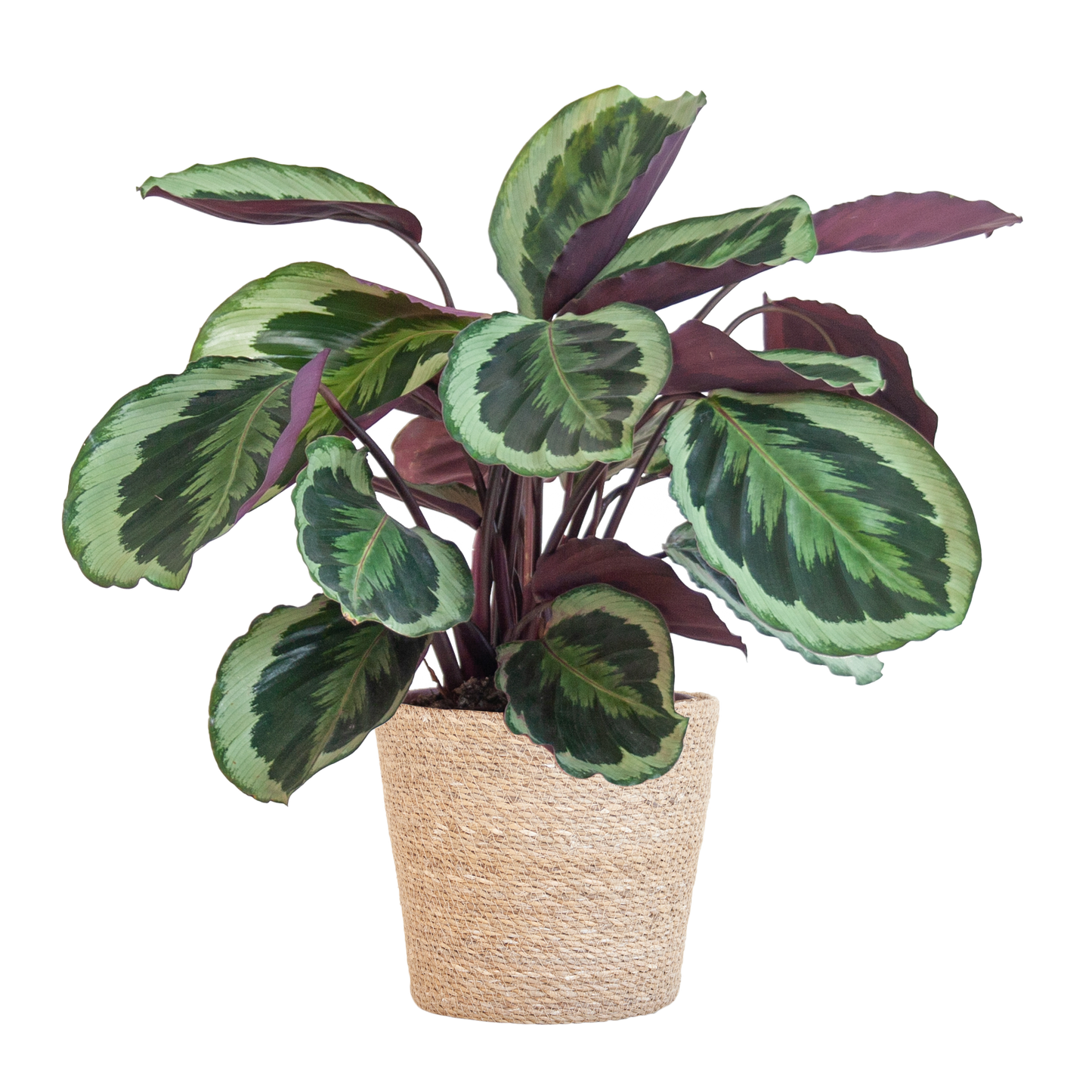 Calathea Medaillon mit Sofia-Korb natur - 65cm - Ø21 - Pflanzfix24.de - Pflanzfix24.de