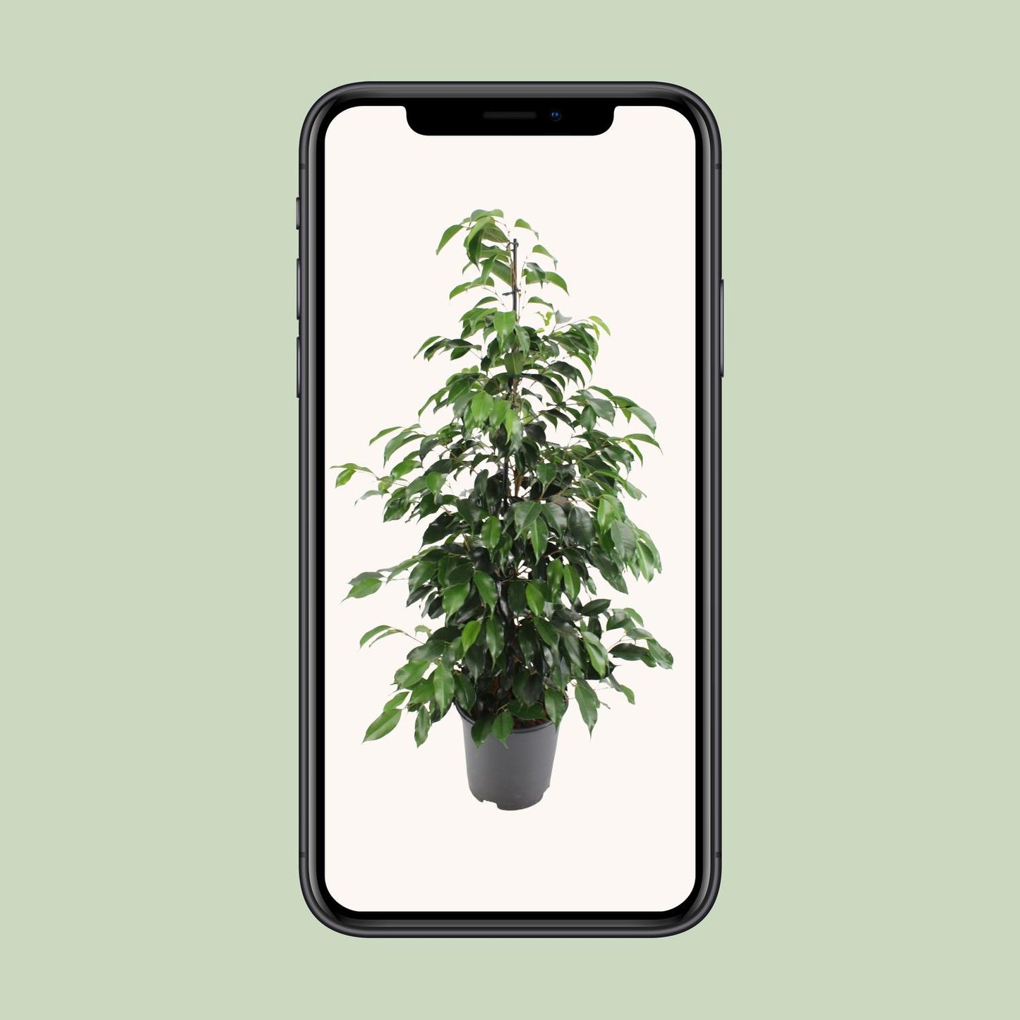 Ficus benjamina Danielle - Ø21cm - ↕95cm bei Pflanzfix24.de - Pflanzfix24.de