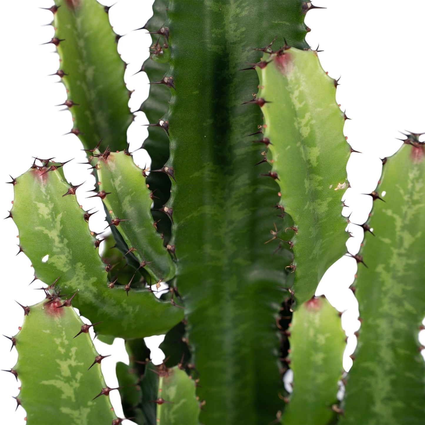 Euphorbia Acrurensis - Ø24cm - ↕60cm bei Pflanzfix24.de - Pflanzfix24.de