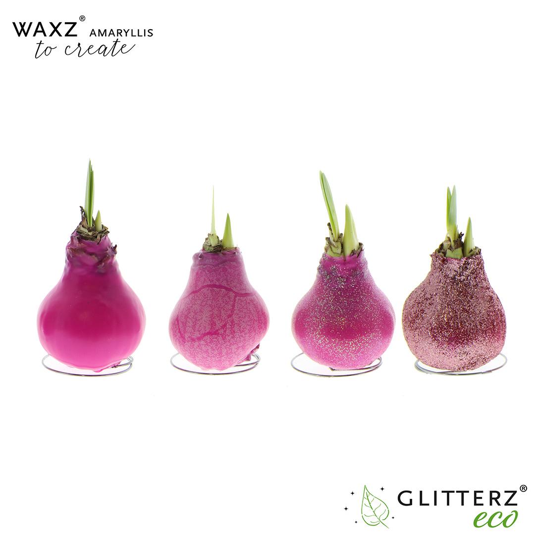 Amaryllis Waxz To Create Pink - 4 stuks - Ø7 cm - ↕15 cm - Pflanzfix24