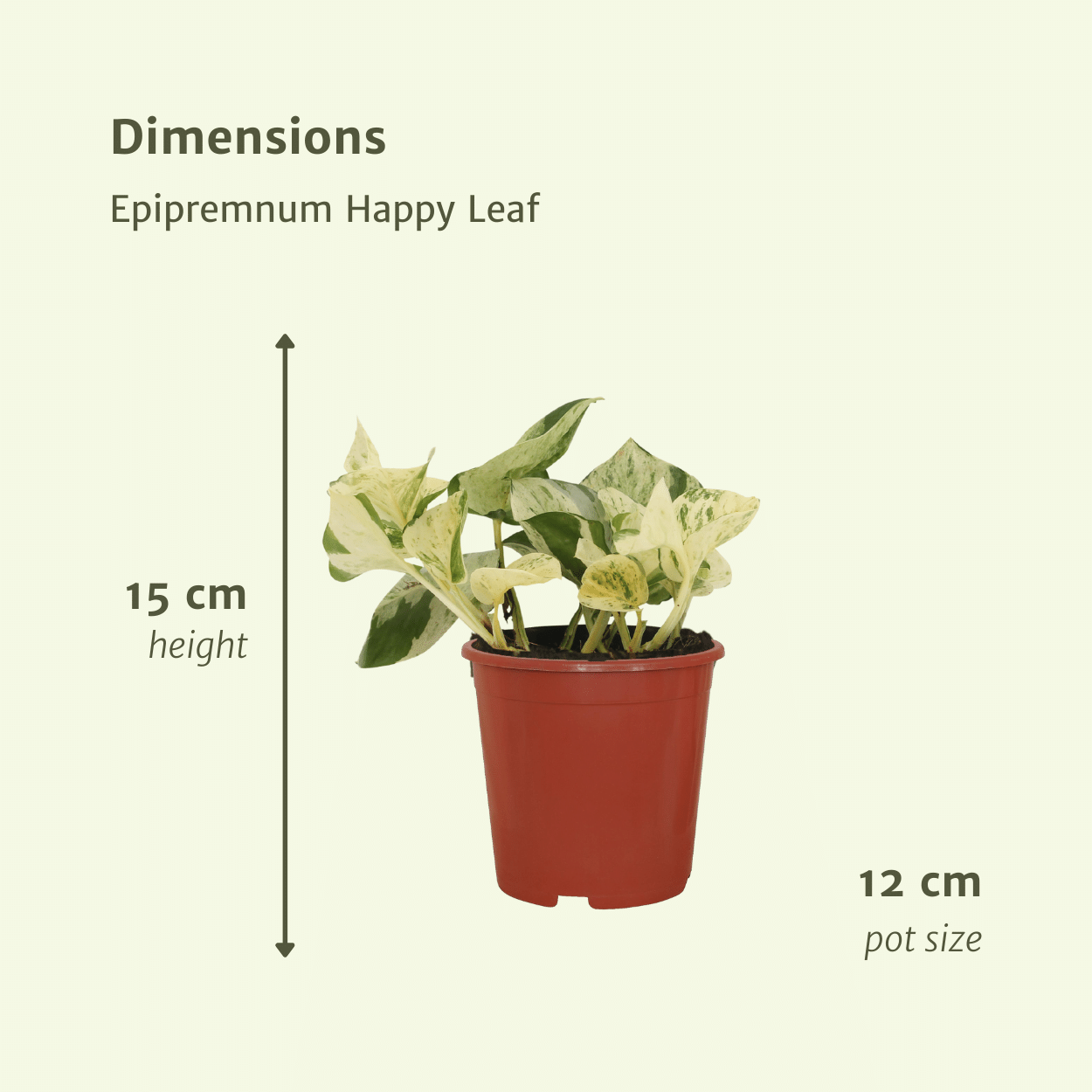 4x Epipremnum Happy Leaf - Scindapsus - 15cm - ø12 bei Pflanzfix24.de - Pflanzfix24.de