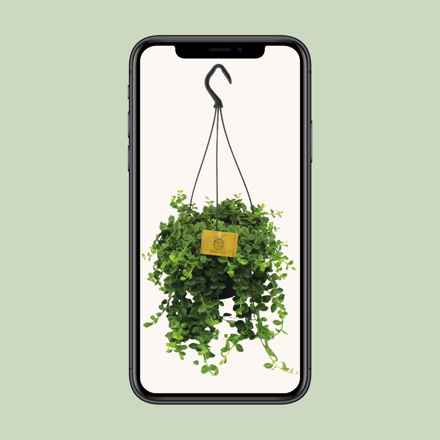 Kalanchoe Mangini - Ø15cm - ↕40cm - Pflanzfix24