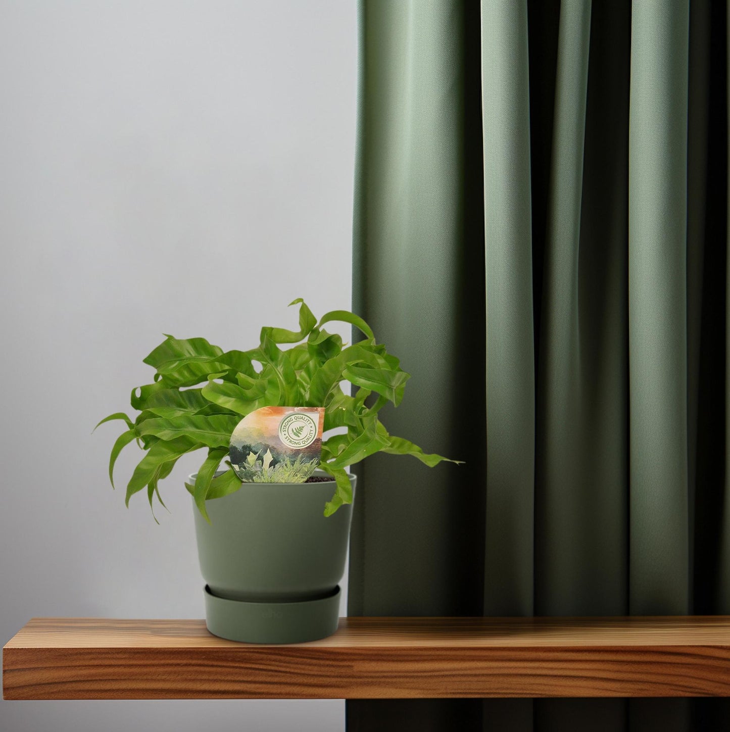 Asplenium Hurricane - Ø12cm - ↕30cm - Pflanzfix24
