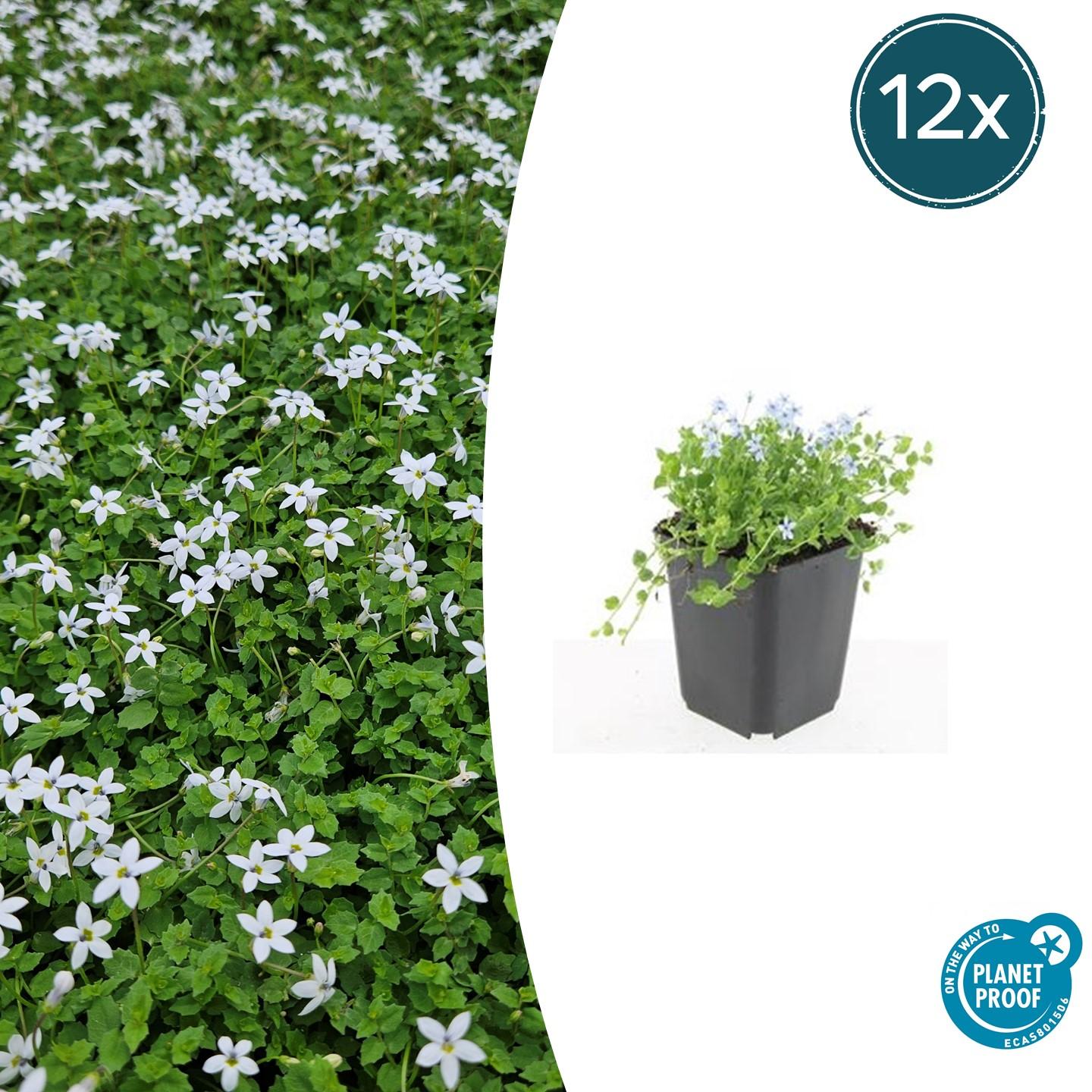 12x Isotoma fluviatilis 'Alba' – weißer Bodendecker | Pflanzfix24.de - Pflanzfix24.de