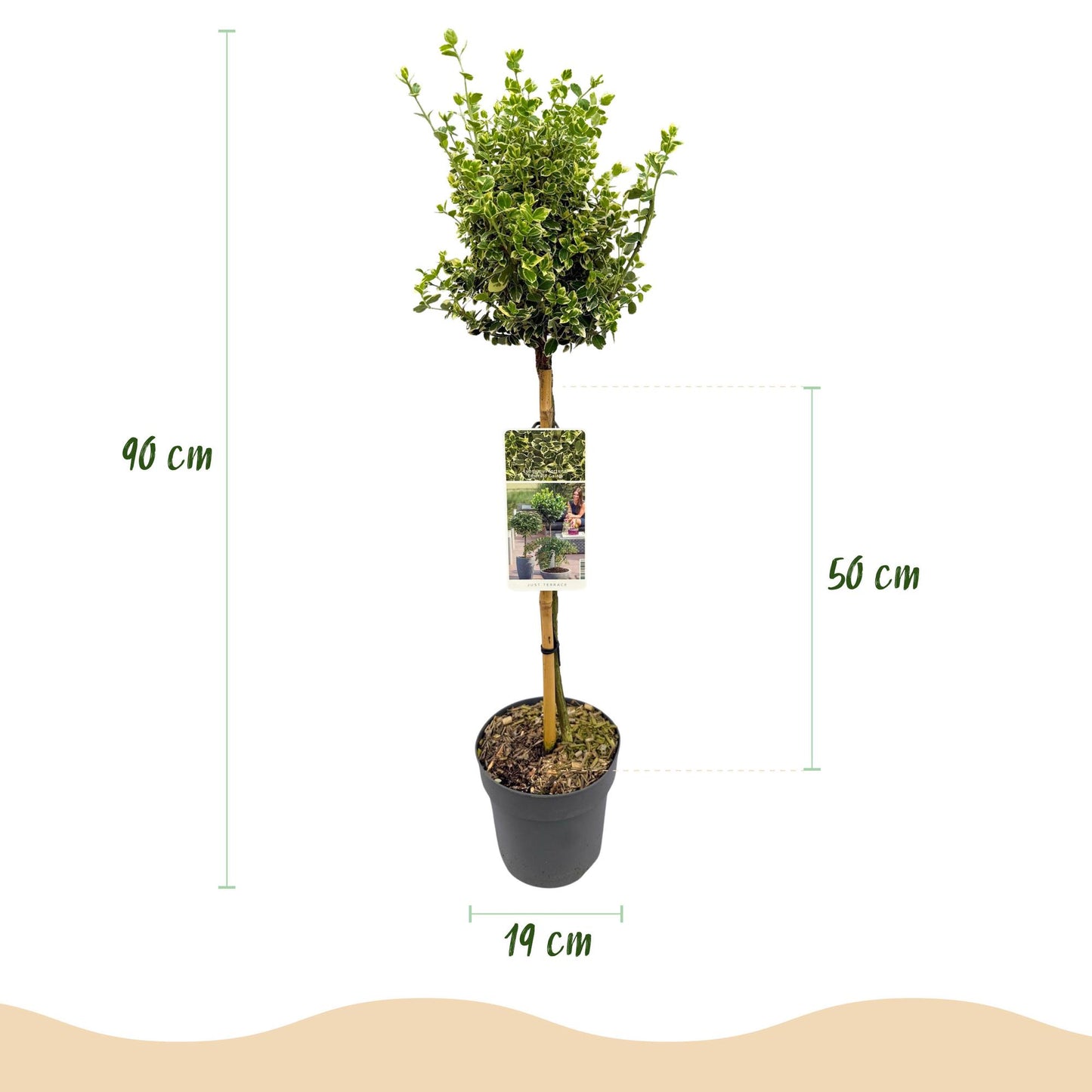 Euonymus fortunei Emerald Gaiety 90 cm – Gartenpflanze bei Pflanzfix24