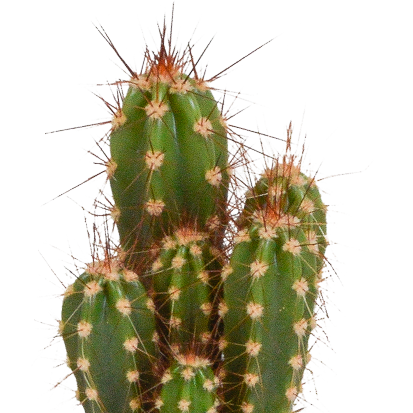 Cactus en vetplanten Mischung 5,5 cm | 15 stück - in Mexicaanse pot - Pflanzfix24.de - Pflanzfix24.de
