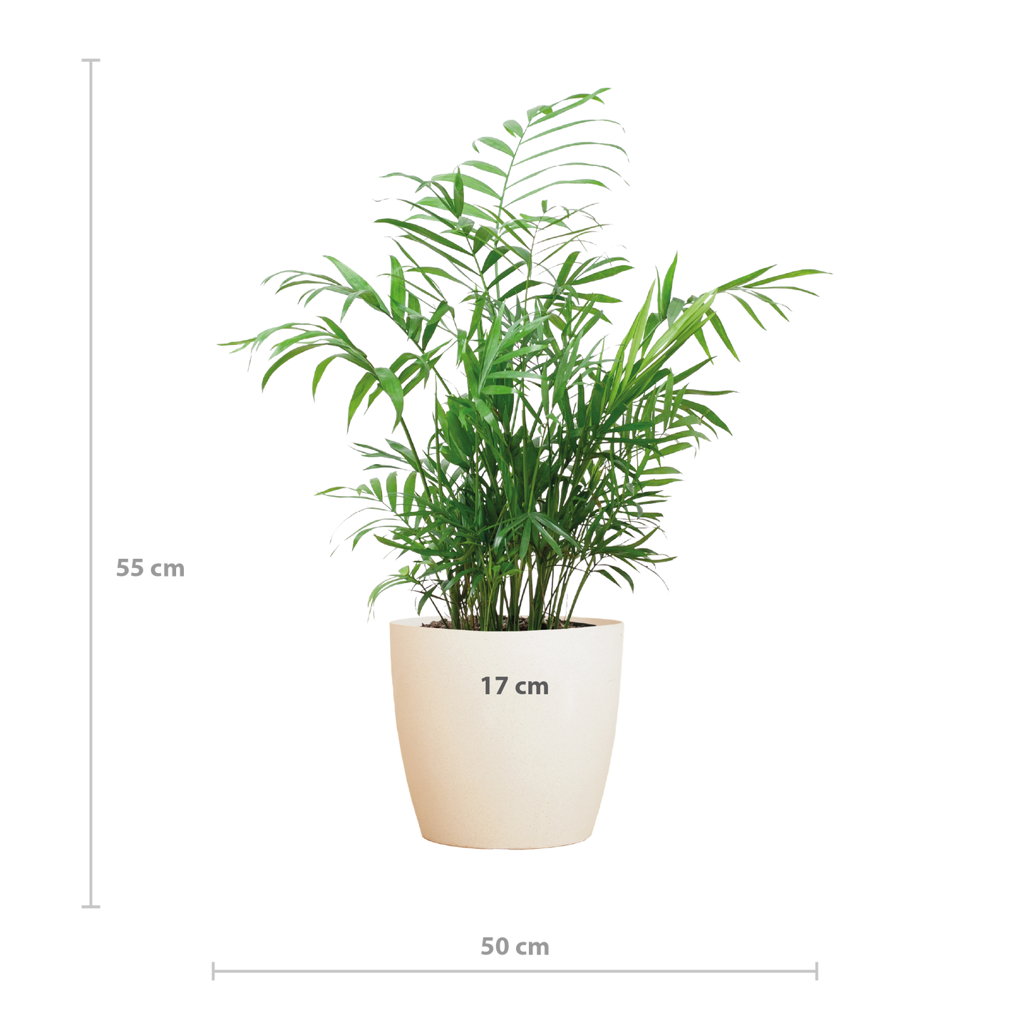 Chamaedorea Elegans mit Viber weiß - 55cm - Ø17 - Pflanzfix24