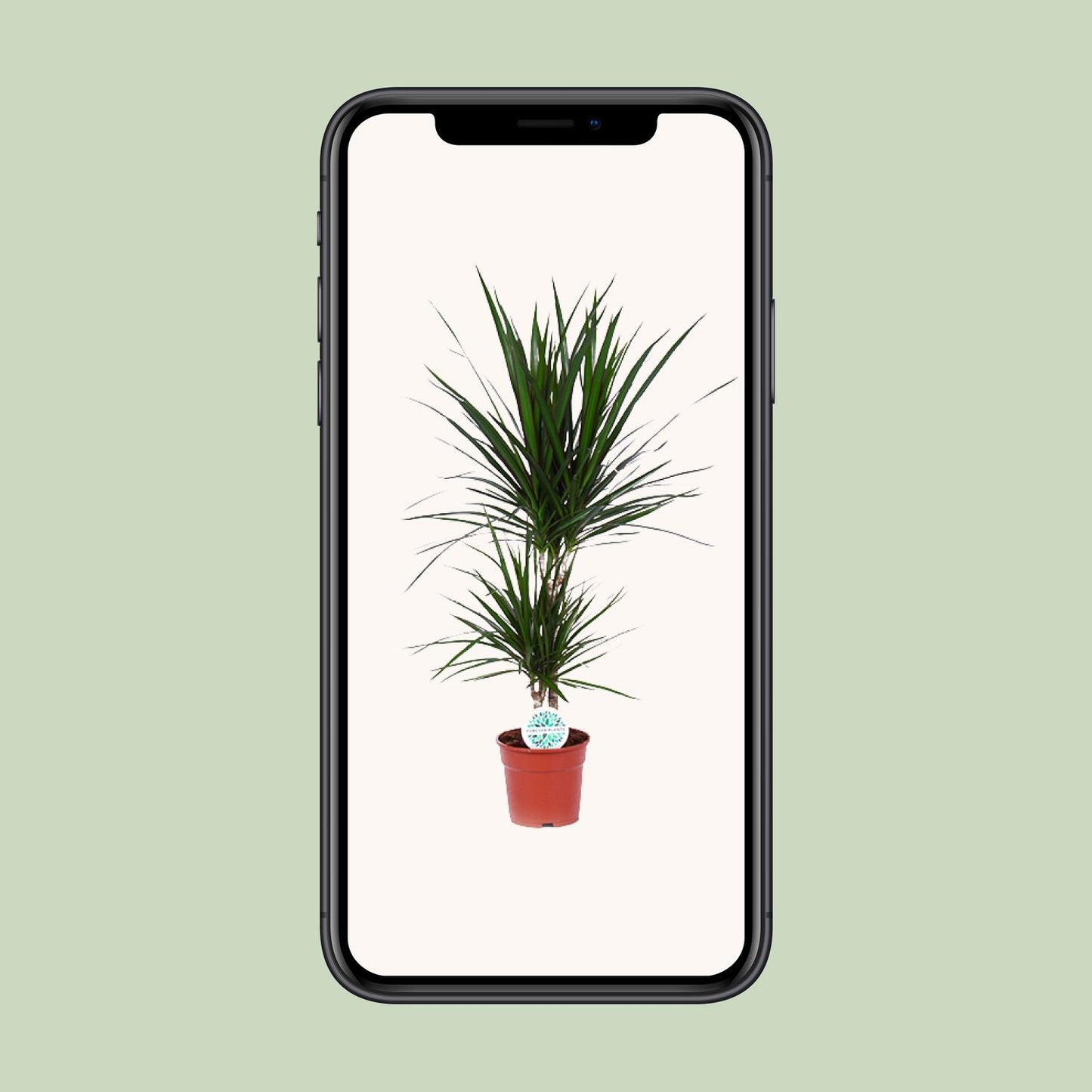 Dracaena Marginata - Ø17cm - pflanzfix24