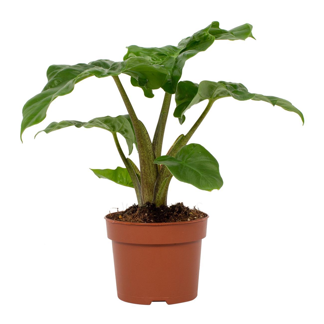 Alocasia Low Rider 12cm - Ø12cm - ↕30cm - Pflanzfix24