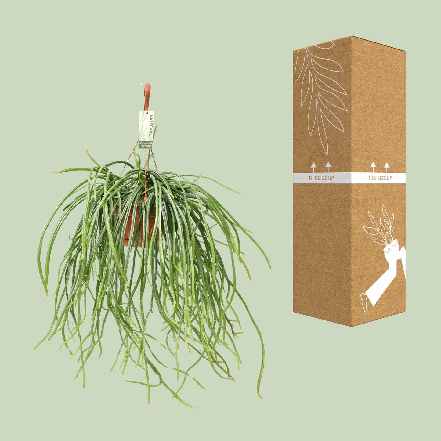 Selenisereus Werckleii - Ø17cm - ↕55cm - Pflanzfix24