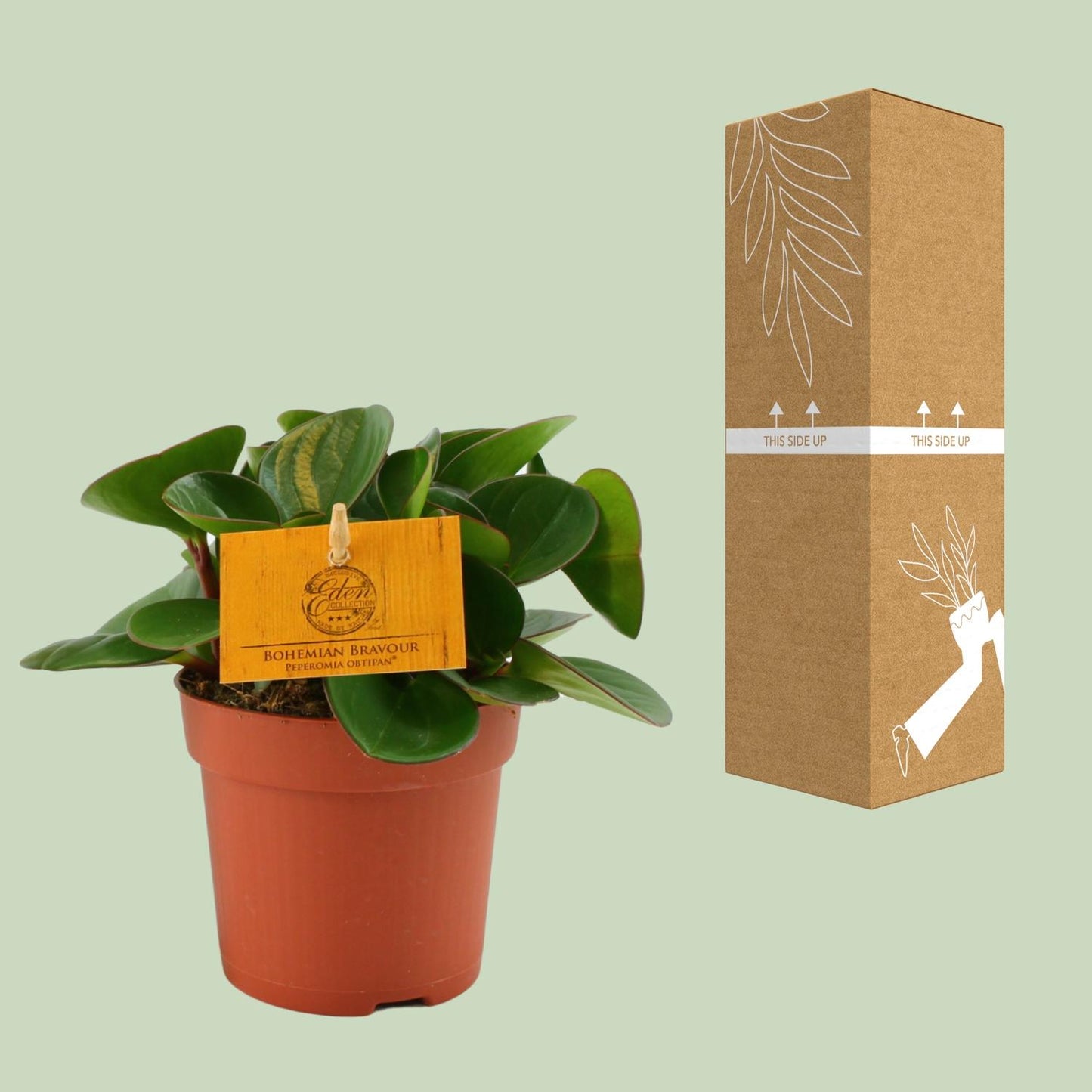 Peperomia Obtipan Ø11cm – Kompakt & Pflegeleicht | Pflanzfix24