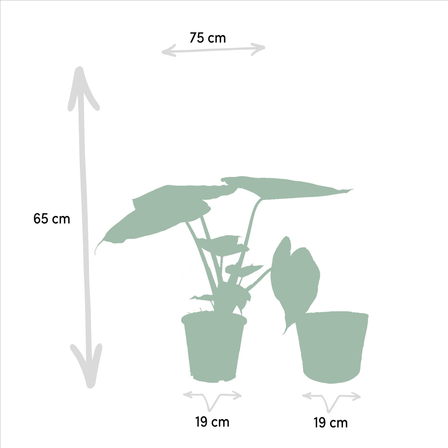 Alocasia Cucullata & Wentii Set + Korb - Pflanzfix24.de - Pflanzfix24.de