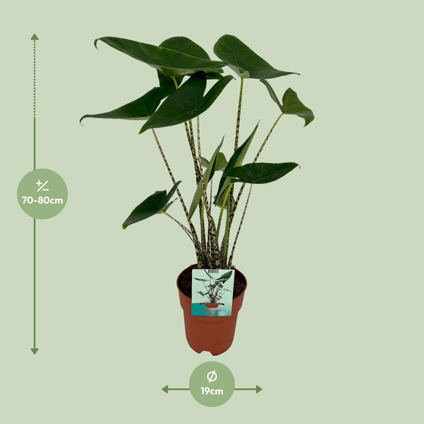 Alocasia Zebrina - Elefantenohr - Ø19cm - ↕75cm - Pflanzfix24.de - Pflanzfix24.de