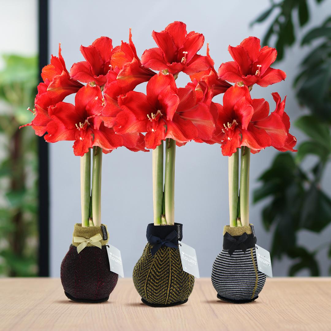 No Water Flowers® Fashionz Elegant Mix (3er Pack) + Rote Blume - Pflanzfix24