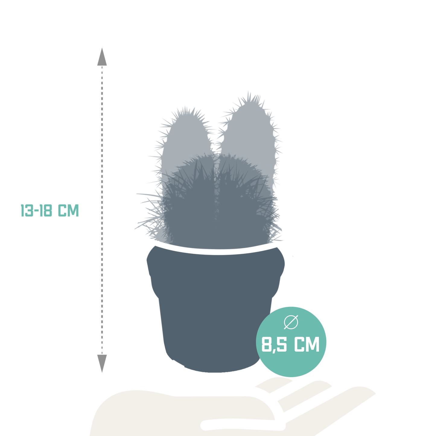Kakteenmischung 8,5 cm - 3x - zonder pot - Pflanzfix24.de - Pflanzfix24.de